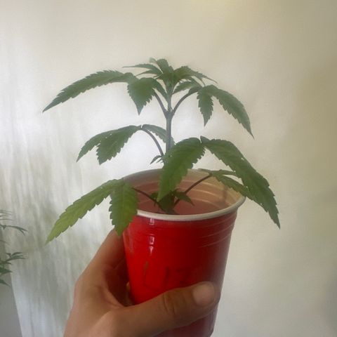 L13 growlog timeline photo