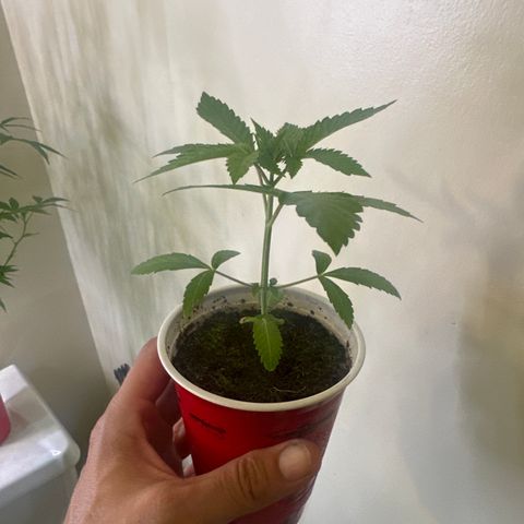 ICC growlog timeline photo