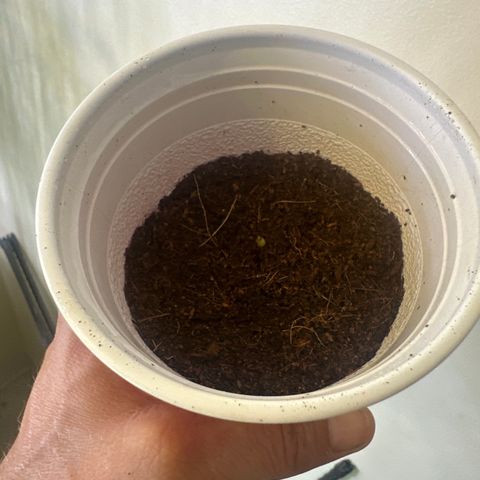 MM growlog timeline photo