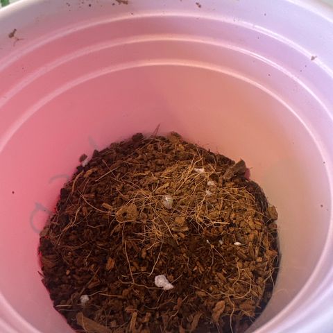 LSB growlog timeline photo