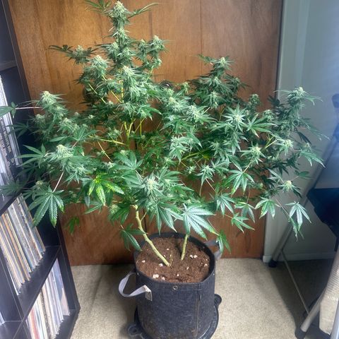 KK growlog timeline photo