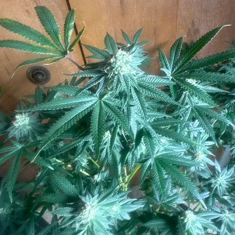 KK growlog timeline photo