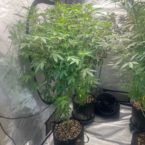 CB growlog timeline photo