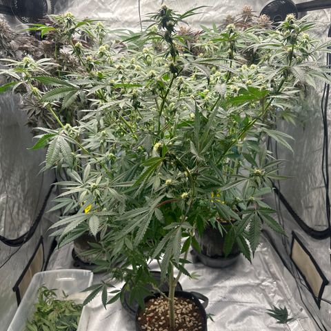BoC  growlog timeline photo