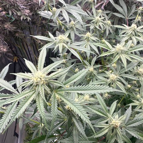 BoC  growlog timeline photo