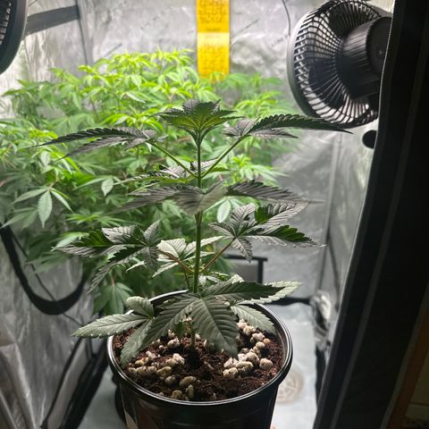 LG growlog timeline photo