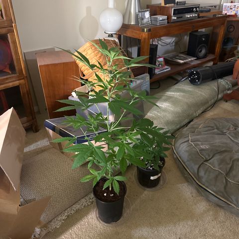 LW4 growlog timeline photo