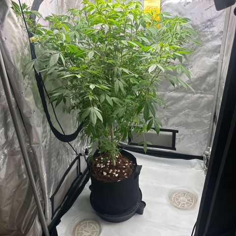 GSC3 growlog timeline photo