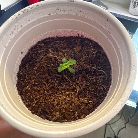 MM growlog timeline photo