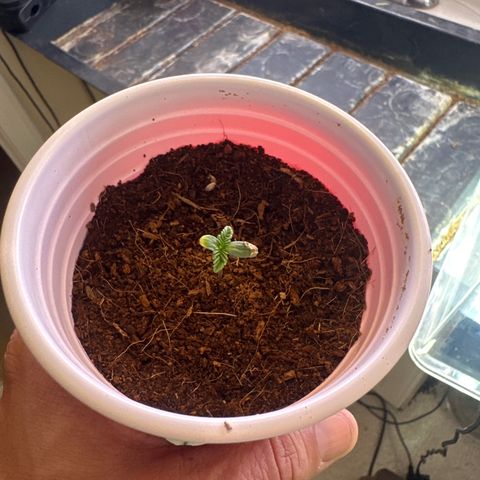 LSB growlog timeline photo