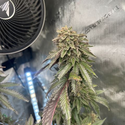 FG2 growlog timeline photo