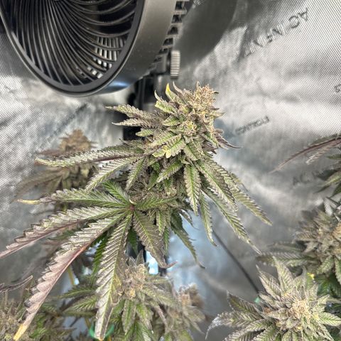 FG2 growlog timeline photo