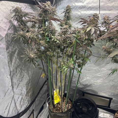 FG2 growlog timeline photo