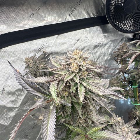 FG2 growlog timeline photo