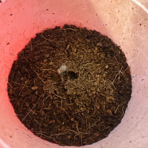 UM growlog timeline photo