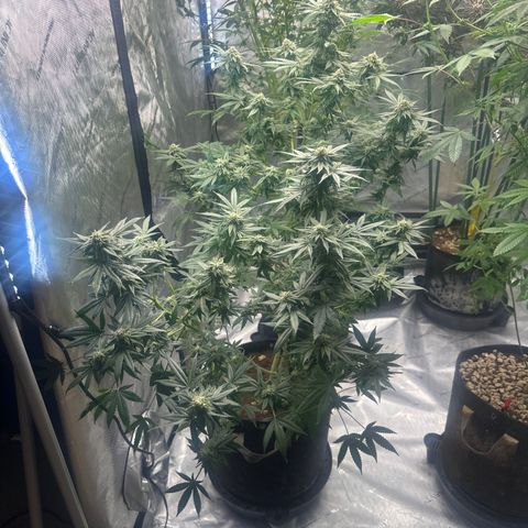 KK growlog timeline photo