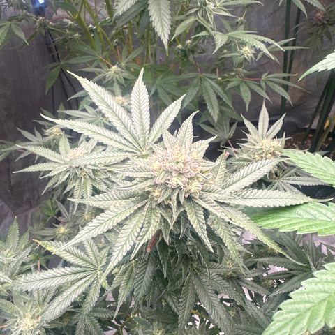 KK growlog timeline photo