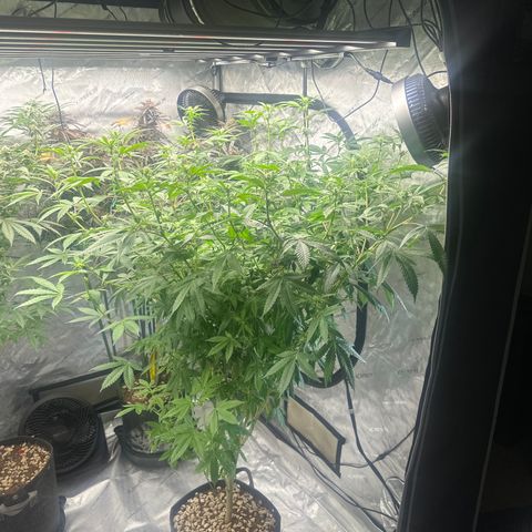 CB growlog timeline photo