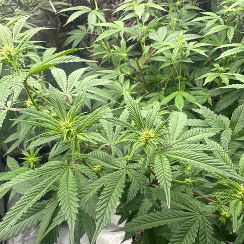 CB growlog timeline photo