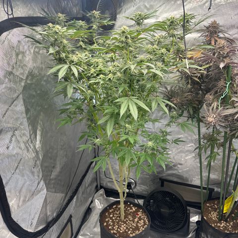 BoC  growlog timeline photo