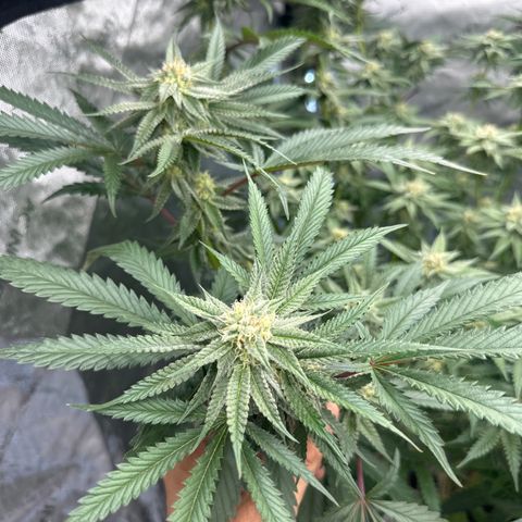 BoC  growlog timeline photo