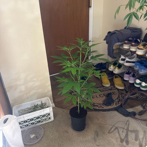 LW4 growlog timeline photo