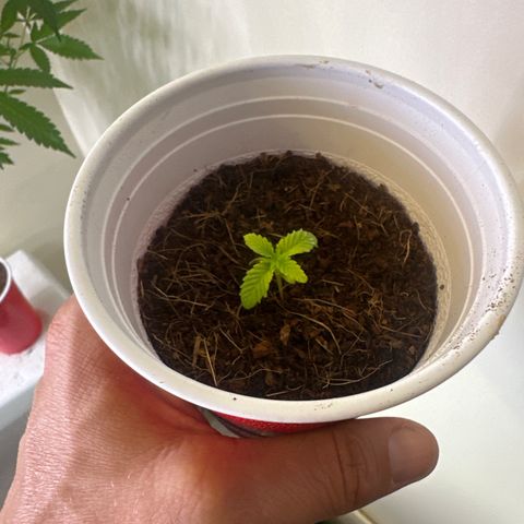MM growlog timeline photo