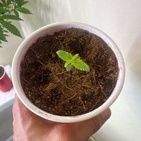 LSB growlog timeline photo