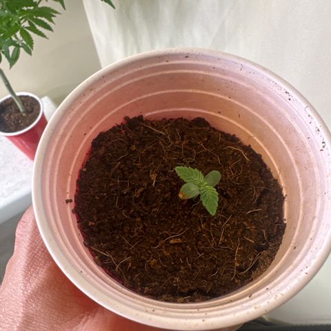 UM growlog timeline photo