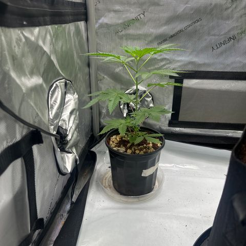 LG growlog timeline photo