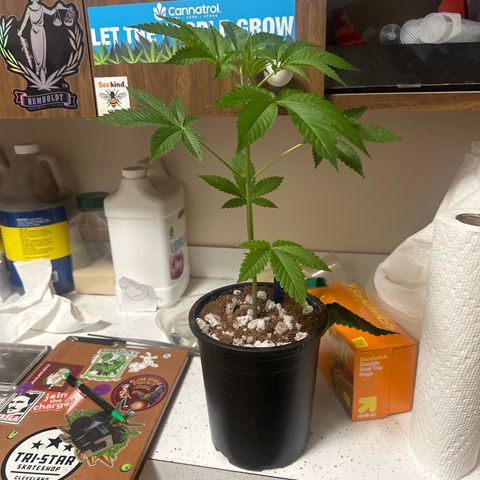 ICC growlog timeline photo