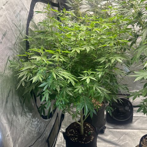 GSC3 growlog timeline photo