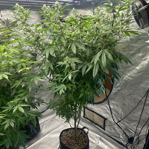 CB growlog timeline photo