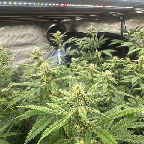 CB growlog timeline photo