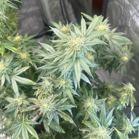 KK growlog timeline photo