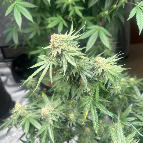 KK growlog timeline photo
