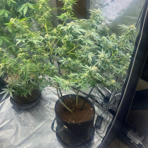 KK growlog timeline photo