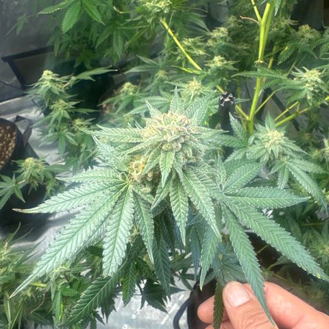 KK growlog timeline photo