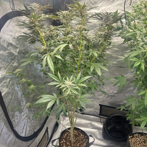 BoC  growlog timeline photo