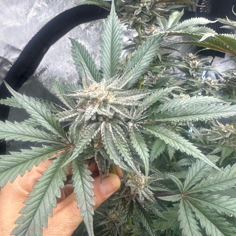 BoC  growlog timeline photo