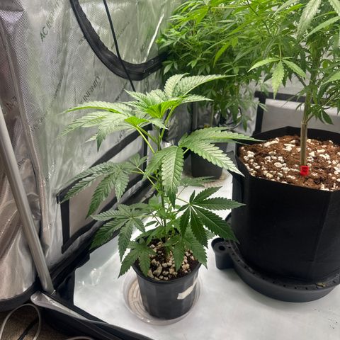 LG growlog timeline photo