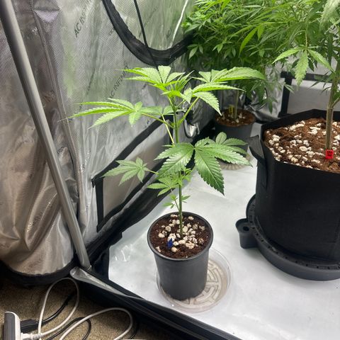 ICC growlog timeline photo