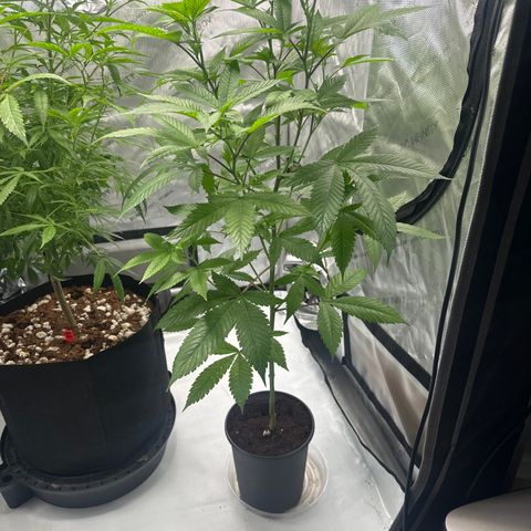 LW4 growlog timeline photo