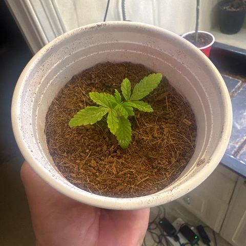 MM growlog timeline photo