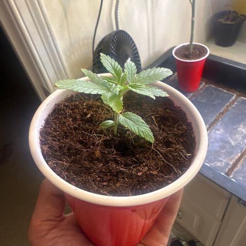 LSB growlog timeline photo
