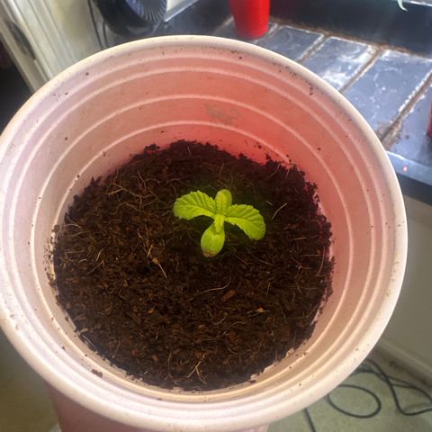UM growlog timeline photo