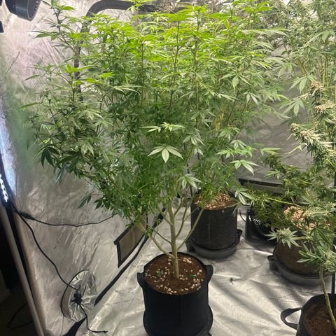 GSC3 growlog timeline photo