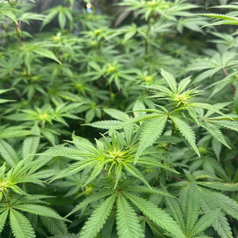GSC3 growlog timeline photo