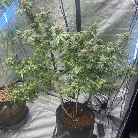 KK growlog timeline photo