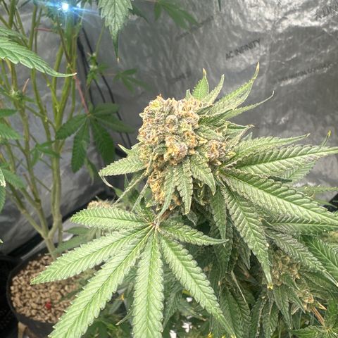 KK growlog timeline photo